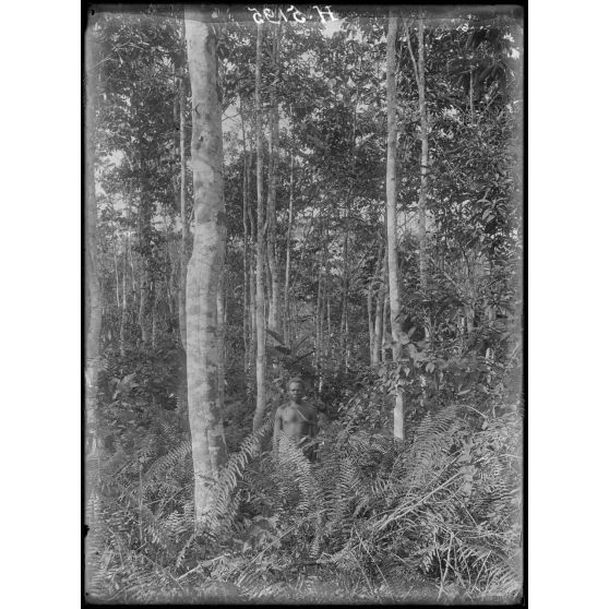 Campo, plantation de Hypono. Coin de plantation de caoutchouc envahie par la brousse. [légende d'origine]