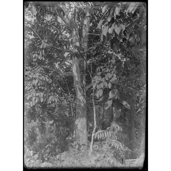 Campo, plantation de Hypono. Caoutchoutiers Hévéa. [légende d'origine]