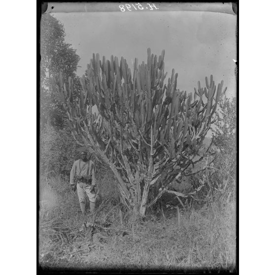 Campo, plantation de Hypono. Euphorbe cincellière. [légende d'origine]