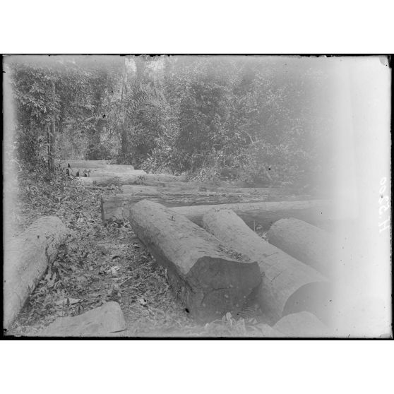 Fleuve Campo. Ancienne exploitation allemande de bois. 250 grosses billes de zaminguila et de bois rouge du commerce le long des berges du fleuve. [légende d'origine]