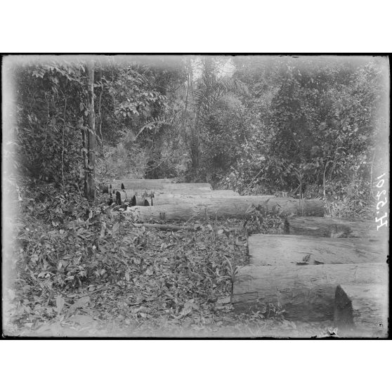 Fleuve Campo. Ancienne exploitation allemande de bois. 250 grosses billes de zaminguila et de bois rouge du commerce le long des berges du fleuve. [légende d'origine]