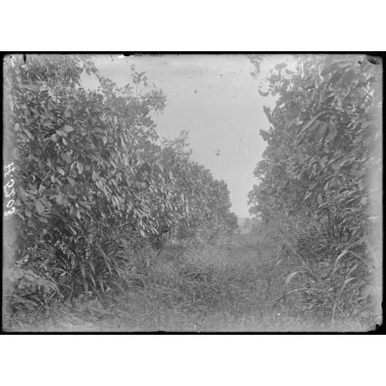 Plantation de Dipikar. Allée de cacaoyer. [légende d'origine]
