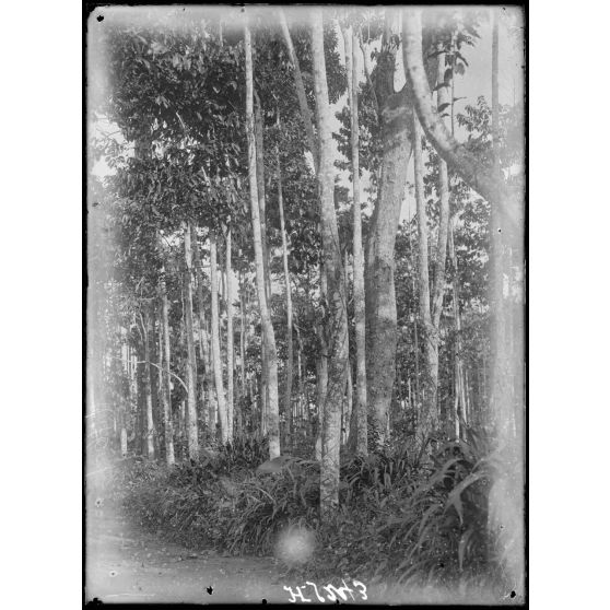 Plantation de l'Hermannshof. Caoutchoutiers [légende d'origine]
