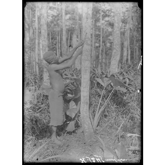 Plantation de l'Hermannshof. La saignée d'un arbre, 1re façon. [légende d'origine]