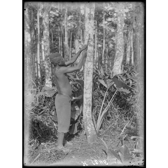 Plantation de l'Hermannshof. La saignée d'un arbre, 2e façon. [légende d'origine]