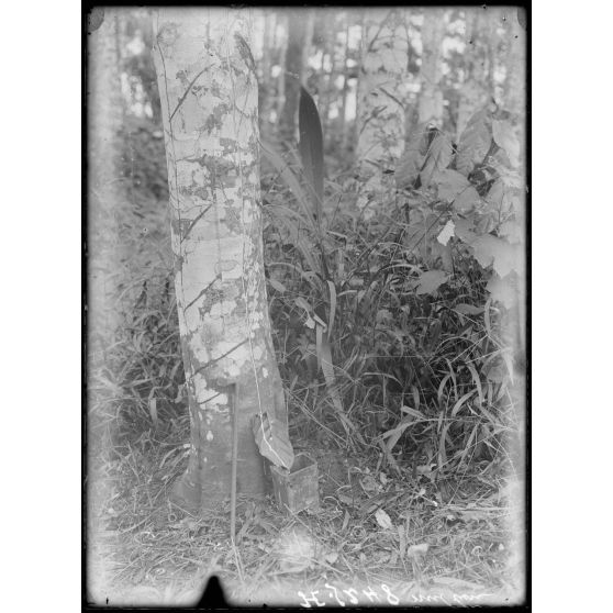 Plantation de l'Hermannshof. La saignée d'un arbre. La latex coule. [légende d'origine]
