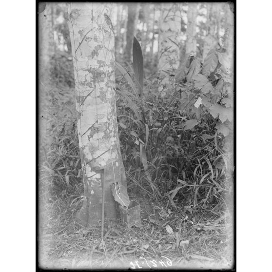 Plantation de l'Hermannshof. La saignée d'un arbre. La latex coule. [légende d'origine]