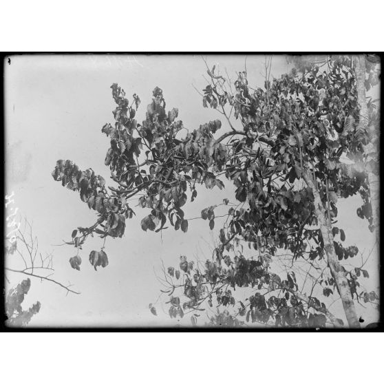 Plantation de l'Hermannshof. Une branche de caoutchoutier avec ses fruits. [légende d'origine]