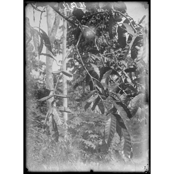 Plantation de l'Hermannshof. Une branche de caoutchoutier avec ses fruits. [légende d'origine]