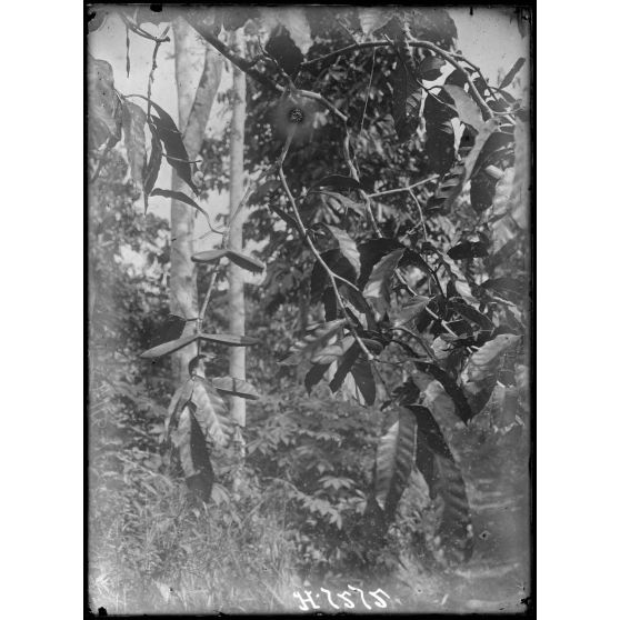 Plantation de l'Hermannshof. Une branche de caoutchoutier avec ses fruits. [légende d'origine]