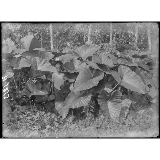 Plantation de l'Hermannshof. Plants de macabos dans la brousse. [légende d'origine]