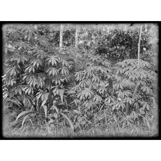 Plantation de l'Hermannshof. Plants d'ignames dans la brousse. [légende d'origine]