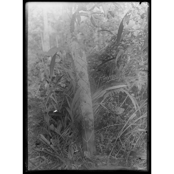 Plantation de l'Hermannshof. Saignée d'un arbre [légende d'origine]