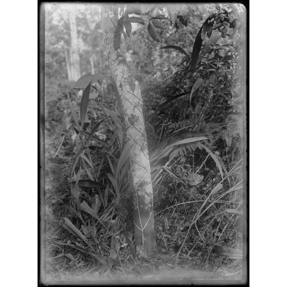 Plantation de l'Hermannshof. Saignée d'un arbre [légende d'origine]