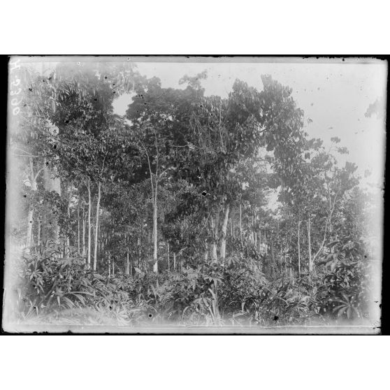 Plantation de l'Hermannshof. Plantation envahie par la brousse. [légende d'origine]