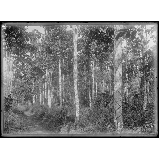 Plantation de l'Hermannshof. Rangée de caoutchoutiers. [légende d'origine]