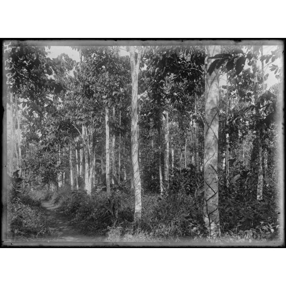 Plantation de l'Hermannshof. Rangée de caoutchoutiers. [légende d'origine]