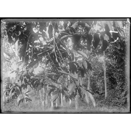 Plantation de l'Hermannshof. Fruits du caoutchoutier. [légende d'origine]