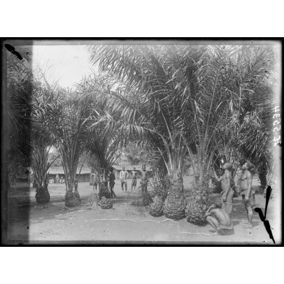 Route de Yaoundé à Yoko. N'Koumétou. Palmiers à huile sur la route. [légende d'origine]