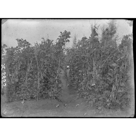 Akonolinga. Jardin. Haricots de France. [légende d'origine]