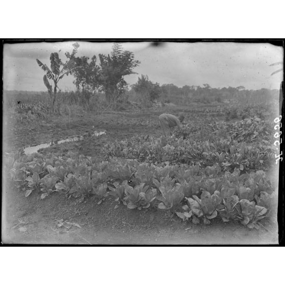 Akonolinga. Salades laitues. [légende d'origine]