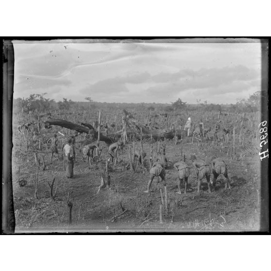 Akonolinga. Défrichement d'un terrain pour une plantation de ricin. [légende d'origine]
