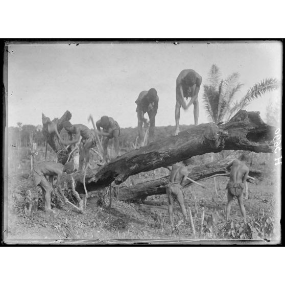 Akonolinga. Défrichement d'un terrain pour une plantation de ricin. Débitage d'une grosse souche. [légende d'origine]