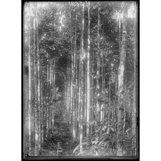 Akonolinga. Plantation de caoutchoutiers. [légende d'origine]
