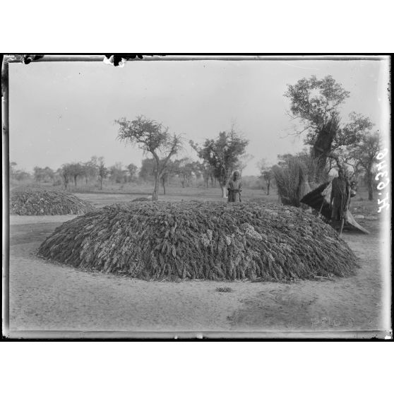 Route de Reï à Garoua. Bessou. Mil séchant au soleil. [légende d'origine]
