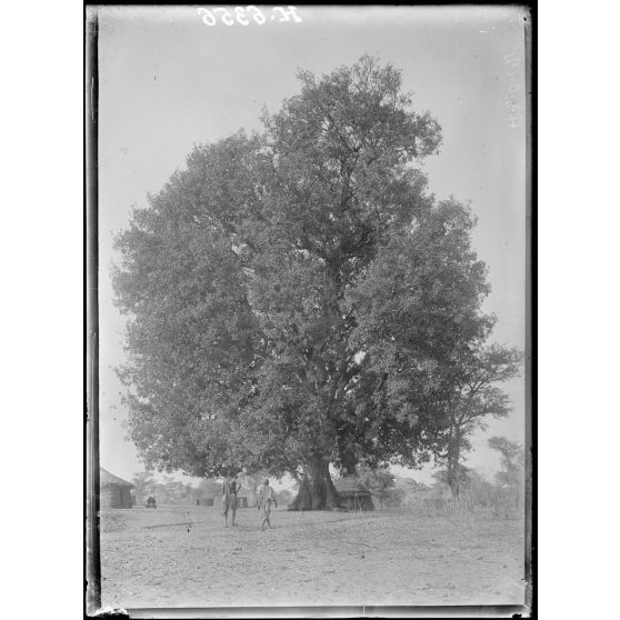 Route de Garoua à Maroua. Gider. Un bel échantillon de "Daléhi" (en foulbé), arbre donnant la gomme arabique. [légende d'origine]