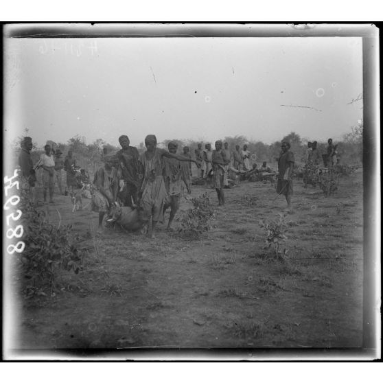 Route de Garoua à Maroua. Un phacochère qui servira de déjeuner aux porteurs. [légende d'origine]