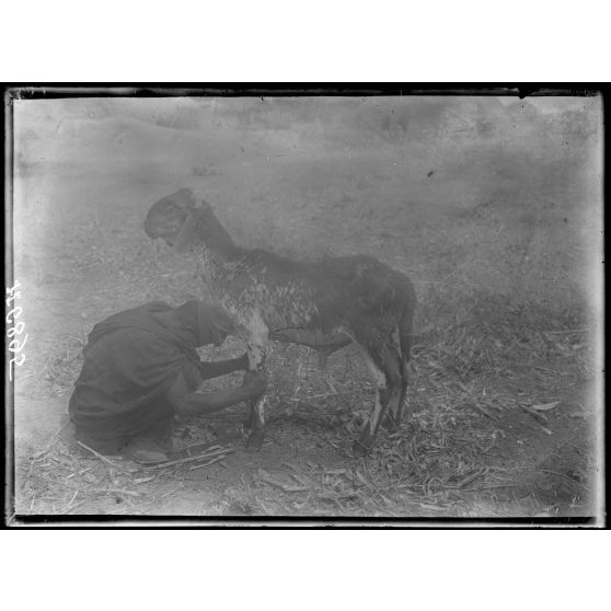 Route de Mora à Kousseri. Djilbé. Bélier du pays. [légende d'origine]