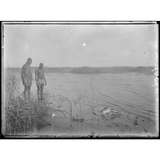 Lac Tchad. Les berges du lac et un caïman mort. [légende d'origine]