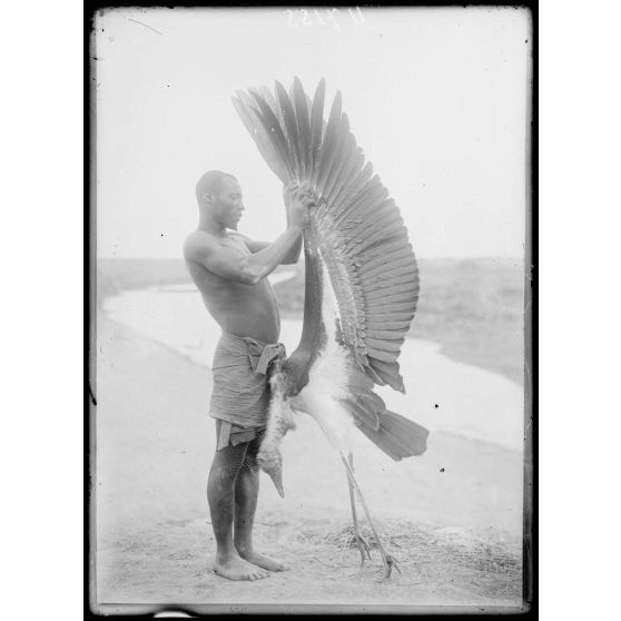 Sarassara. Un grand marabou. [légende d'origine]