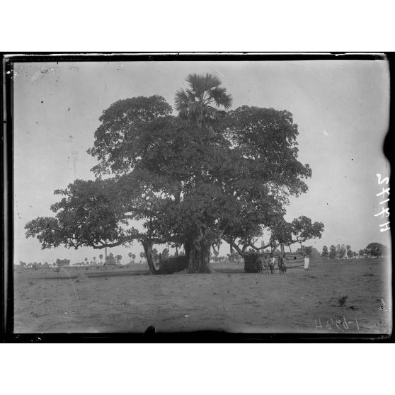 Pouss. Campement sous un grand ficus. [légende d'origine]