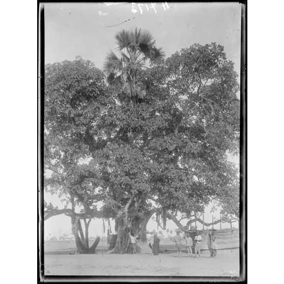 Pouss. Palmier poussé dans un ficus. [légende d'origine]