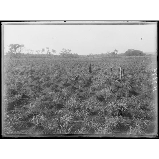 Piste de Banyo à Foumban. A 1h1/2 au sud de Ribao. Tiomi, une rizière. [légende d'origine]