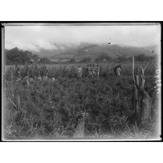 Piste de Banyo à Foumban. A 1h1/2 au sud de Ribao. Tiomi, riz et maïs. [légende d'origine]