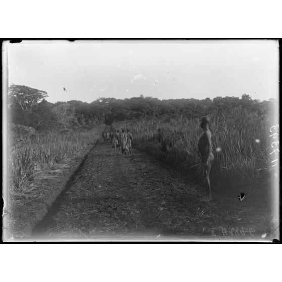 Piste de Banyo à Foumban. Lingam. La piste entrant dans une forêt galerie. [légende d'origine]