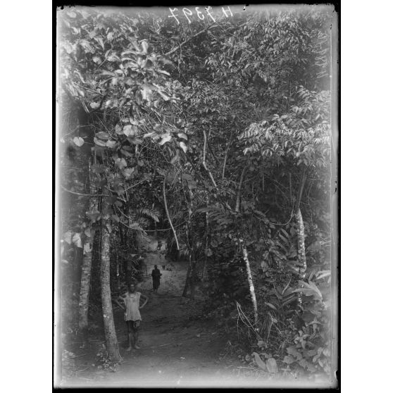 Piste de Banyo à Foumban. A 2h au sud de Gorori. La piste dans une forêt galerie. [légende d'origine]