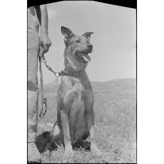 Dressage de chiens au sein d'une compagnie cynophile du terrain d'aviation de Kastelli.