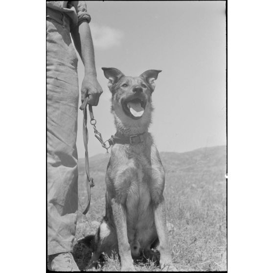 Dressage de chiens au sein d'une compagnie cynophile du terrain d'aviation de Kastelli.