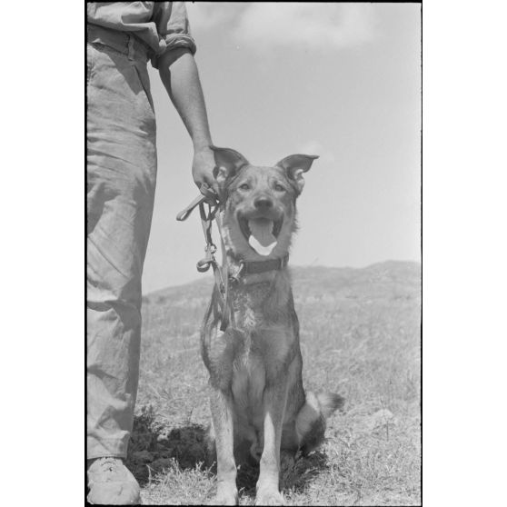 Dressage de chiens au sein d'une compagnie cynophile du terrain d'aviation de Kastelli.