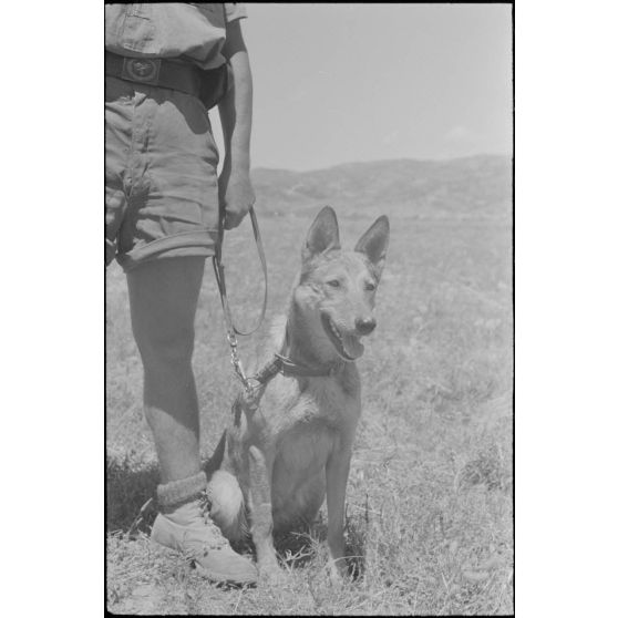 Dressage de chiens au sein d'une compagnie cynophile du terrain d'aviation de Kastelli.