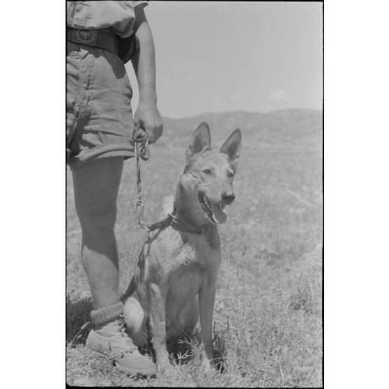 Dressage de chiens au sein d'une compagnie cynophile du terrain d'aviation de Kastelli.