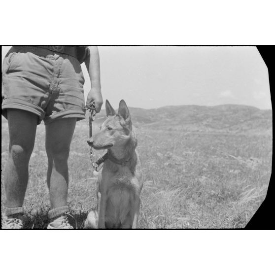 Dressage de chiens au sein d'une compagnie cynophile du terrain d'aviation de Kastelli.