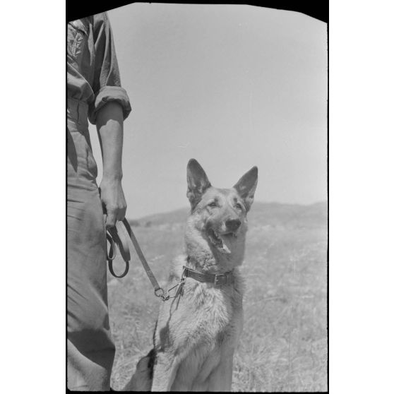 Dressage de chiens au sein d'une compagnie cynophile du terrain d'aviation de Kastelli.