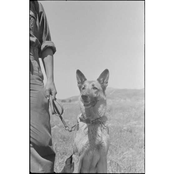 Dressage de chiens au sein d'une compagnie cynophile du terrain d'aviation de Kastelli.