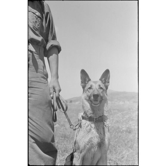 Dressage de chiens au sein d'une compagnie cynophile du terrain d'aviation de Kastelli.