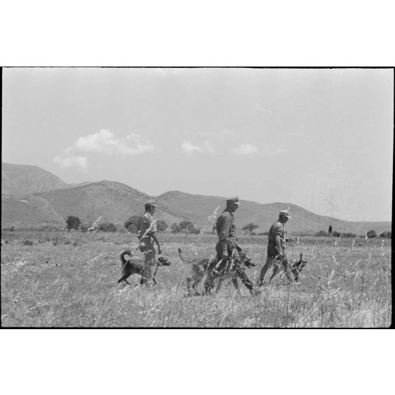 Dressage de chiens au sein d'une compagnie cynophile du terrain d'aviation de Kastelli.